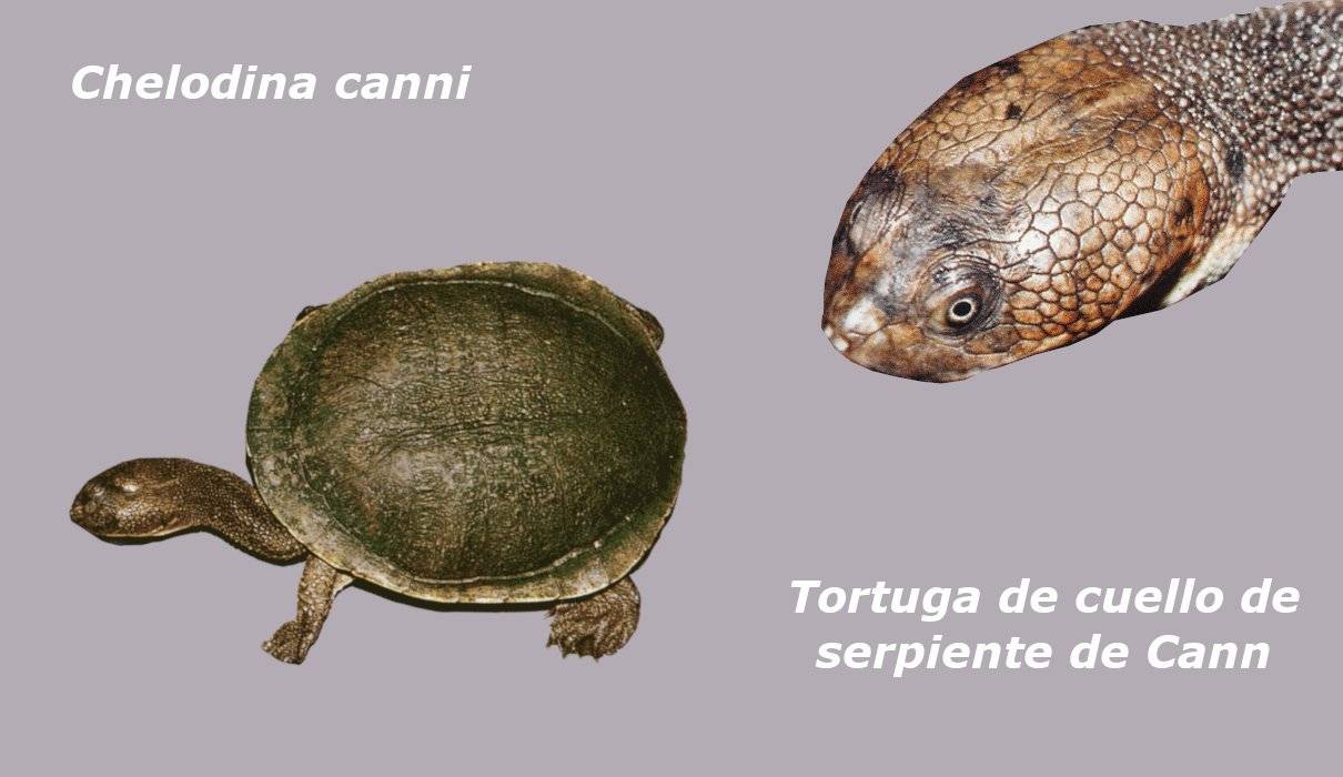 Chelodina canni, tortuga de cuello de serpiente de Cann