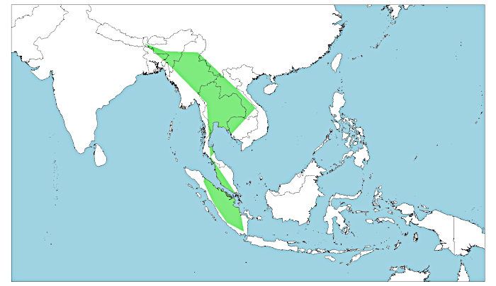 Distribución del cálao bicorne, Buceros bicornis