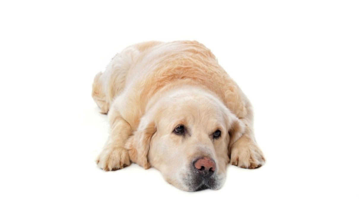 Enfermedades del perro anciano, comportamiento y signos de vejez
