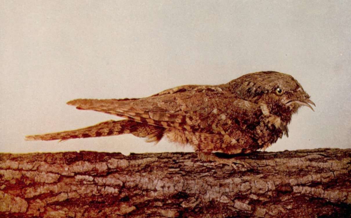 Guabairo, Antrostomus vociferus, un ave mimética y territorial
