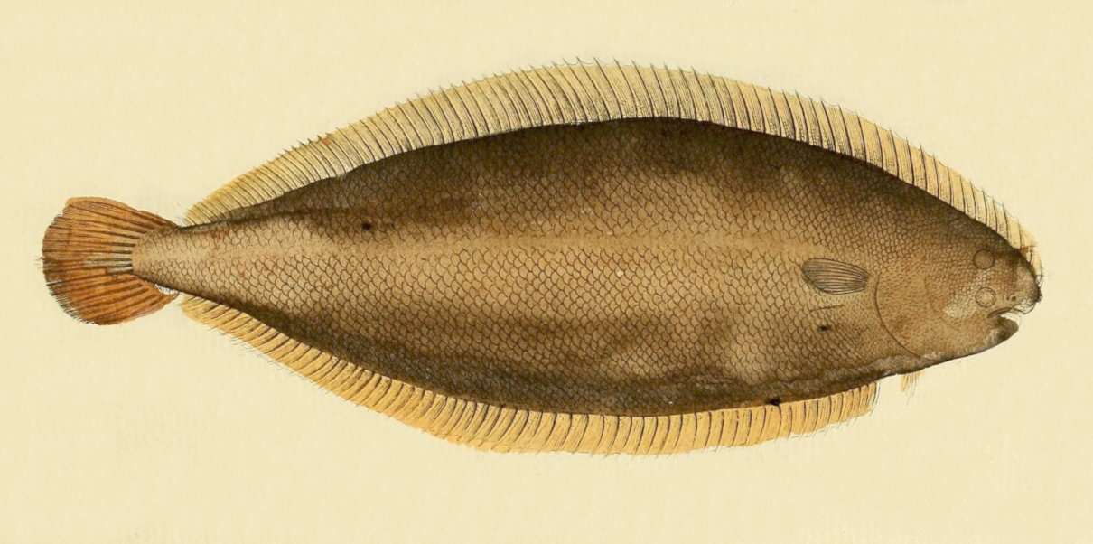 Lenguado (solea solea), un pez plano comestible