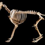 sistema-esqueletico-del-perro