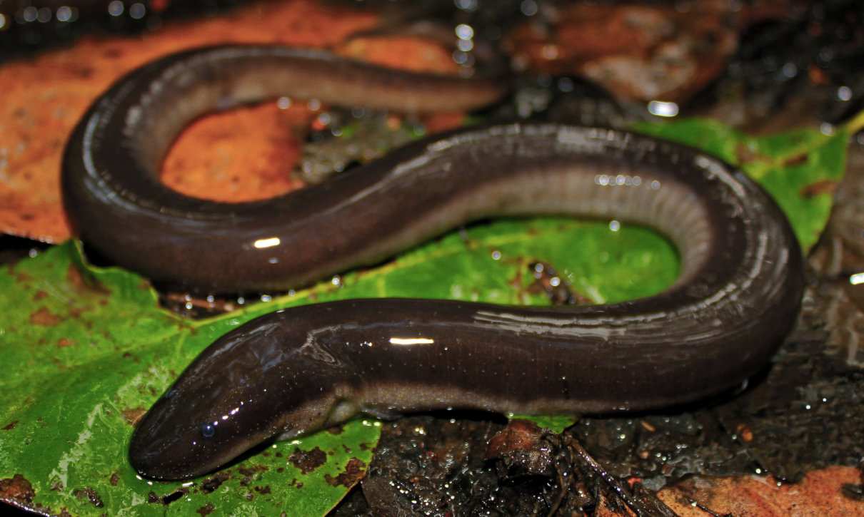 Anfiuma tridáctila, Amphiuma tridactylum, una salamandra que despista