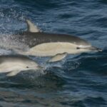 delfin-comun-delphinus-delphis