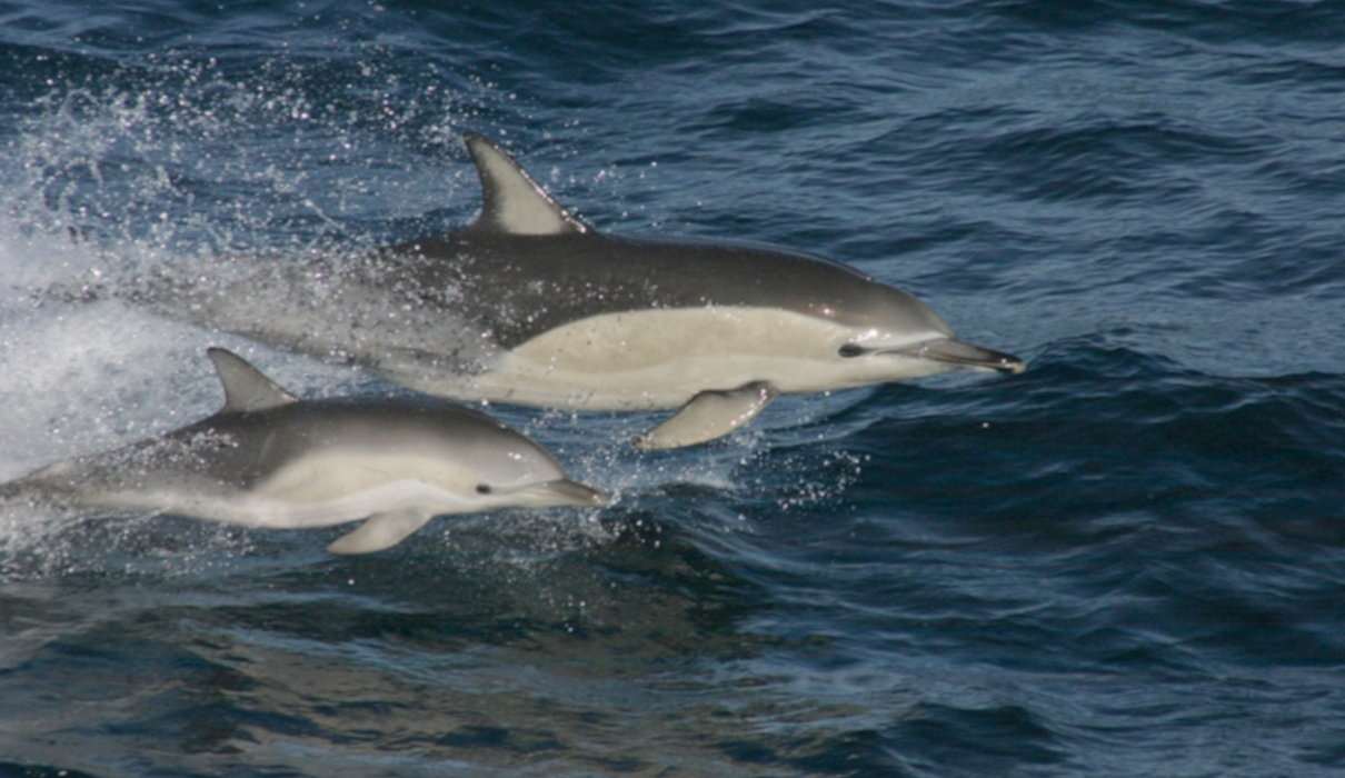Delfín común, Delphinus delphis