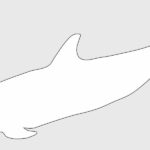 delfin-listado-stenella-coeruleoalba