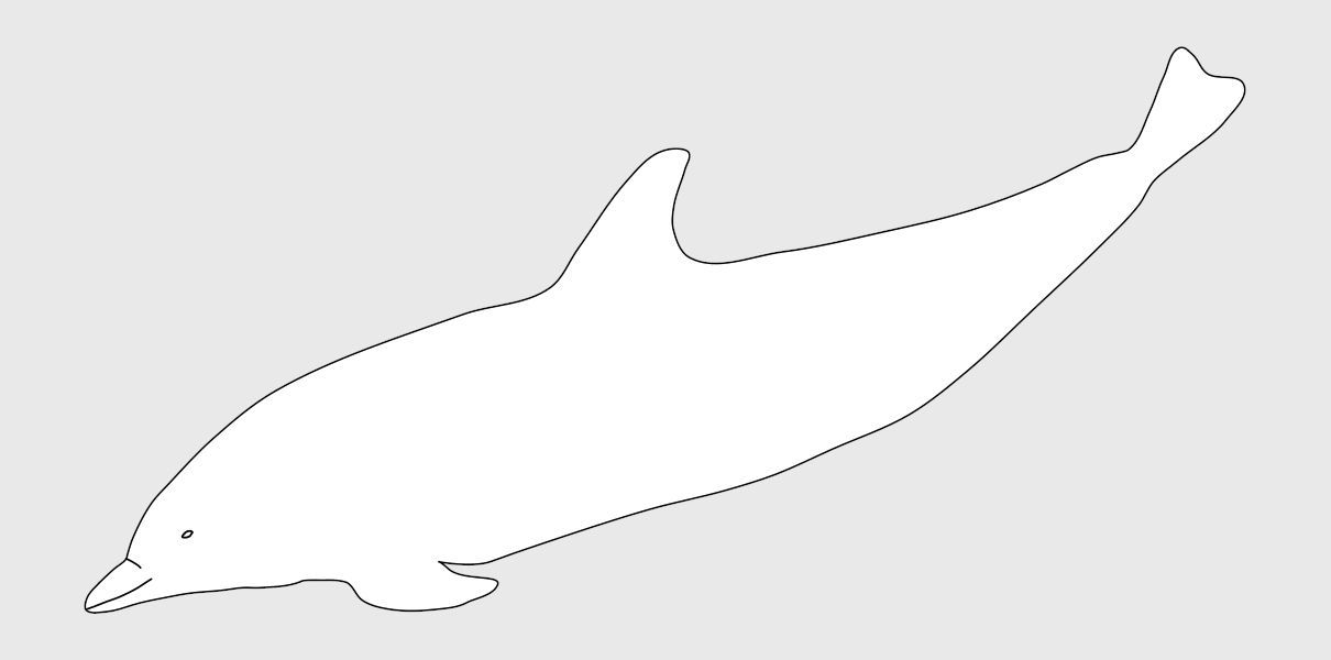 Delfín listado, Stenella coeruleoalba