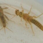 insectos-acuaticos