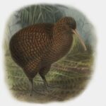kiwi-moteado-mayor-apteryx-haastii
