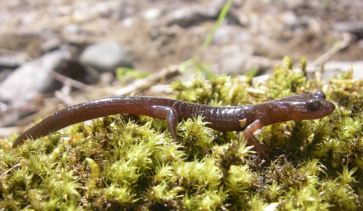 Reproducción de caudados, salamandras y tritones