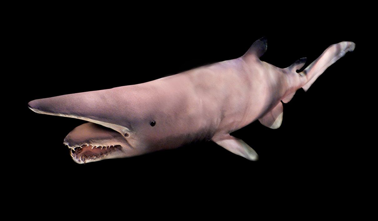 Tiburón duende, Mitsukurina owstoni, y su peculiar morfología