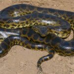 anaconda-amarilla-eunectes-notaeus