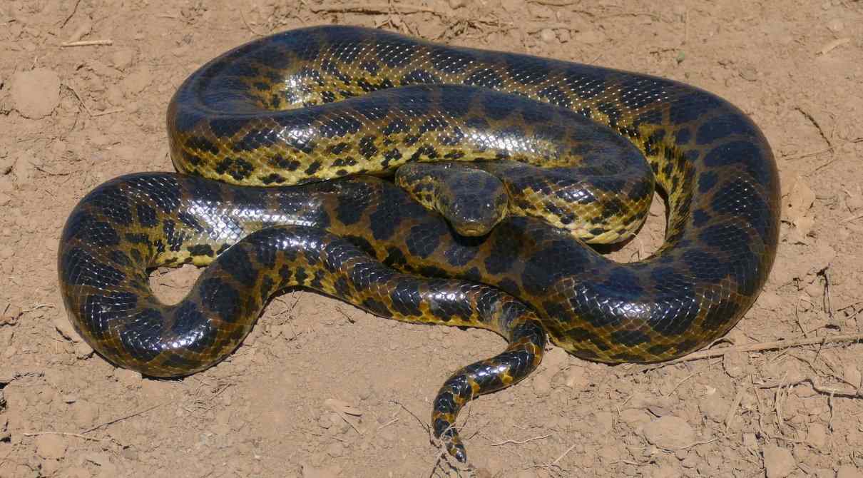 Anaconda amarilla, Eunectes notaeus