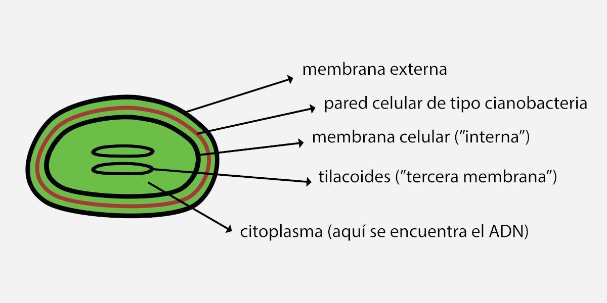 diferencias-entre-bacterias-y-cianobacterias