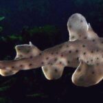 tiburon-cuerno-heterodontus-francisci