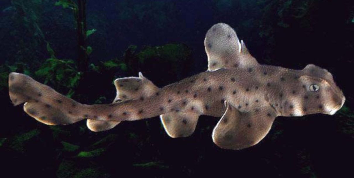Tiburón cuerno (suño cornudo), Heterodontus francisci