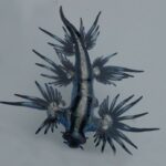 dragon-azul-glaucus-atlanticus
