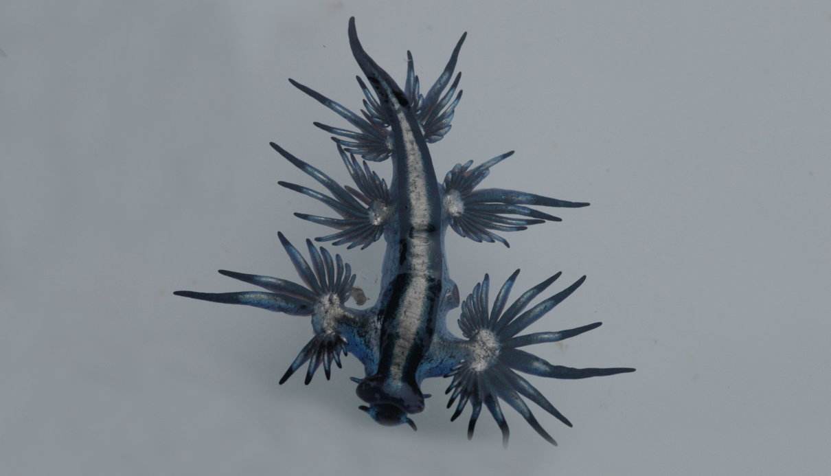Dragón azul (Glaucus atlanticus)