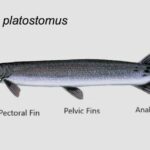 pejelagarto-de-nariz-corta-lepisosteus-platostomus