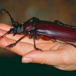 escarabajo-gigante-titanus-giganteus