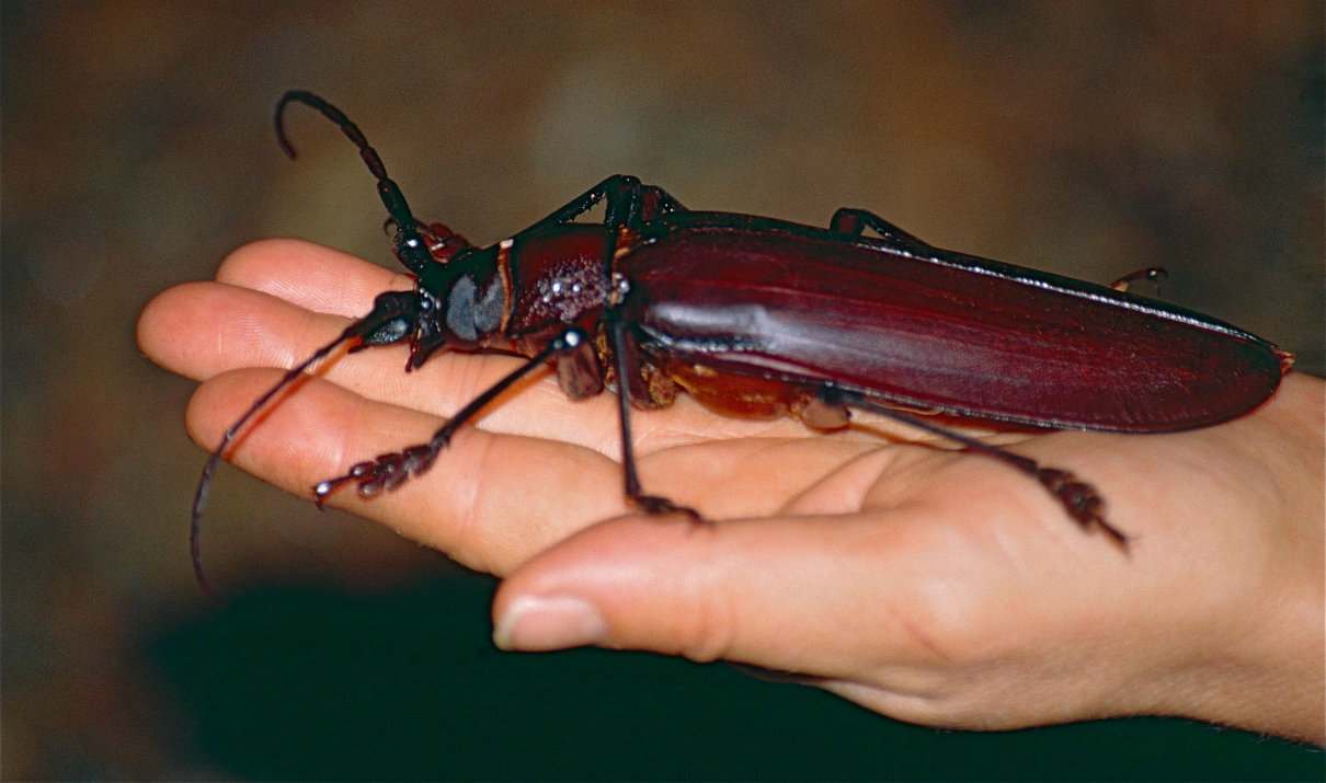 Escarabajo gigante, Titanus giganteus