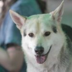 fisioterapia-canina