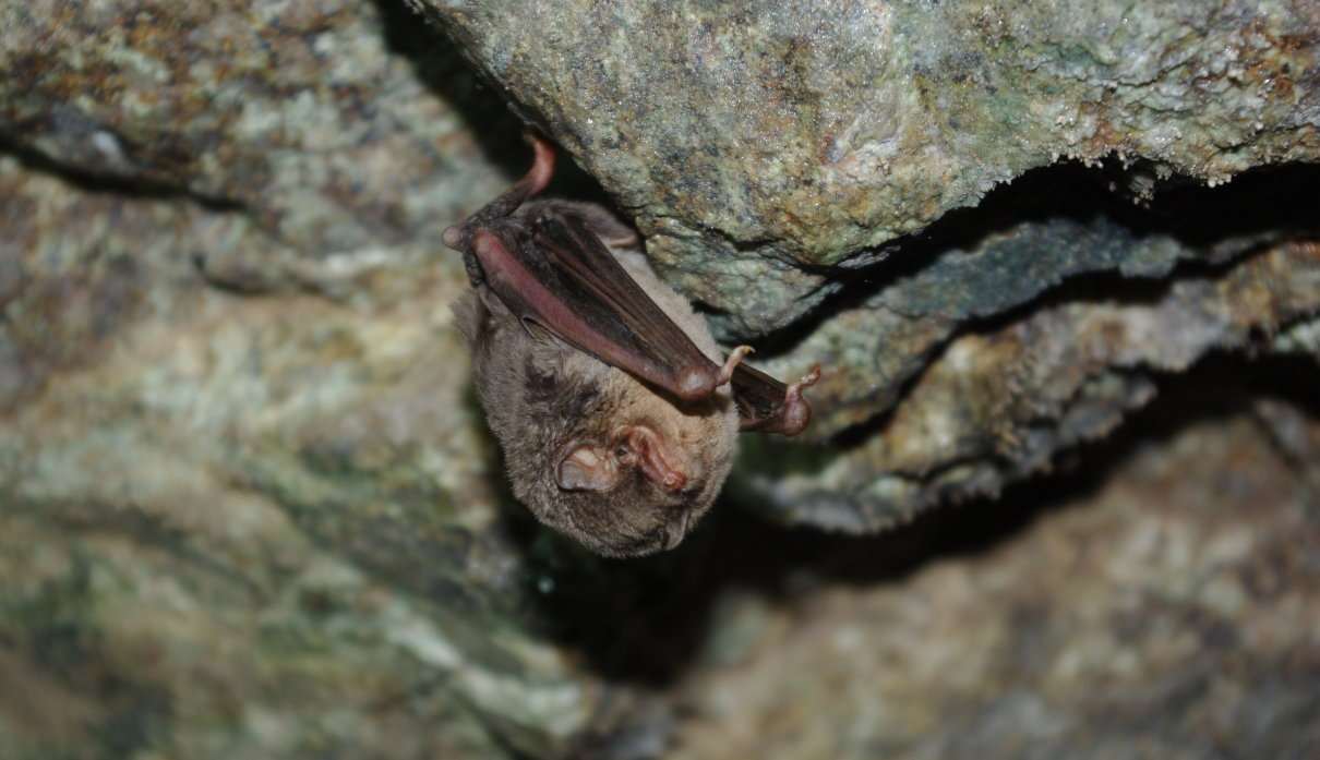 Murciélago de cueva, conoce a Miniopterus schreibersii