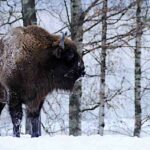 bison-europeo-bison-bonasus
