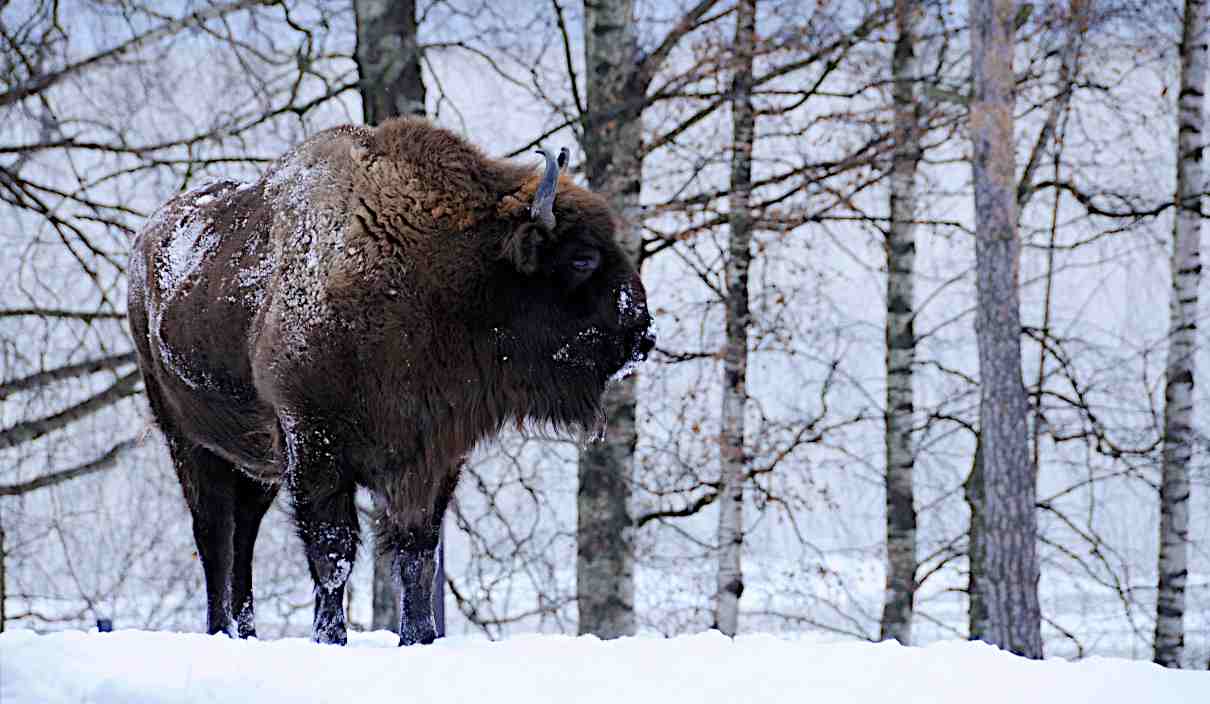 Bisonte europeo, Bison bonasus, el gran mamífero europeo