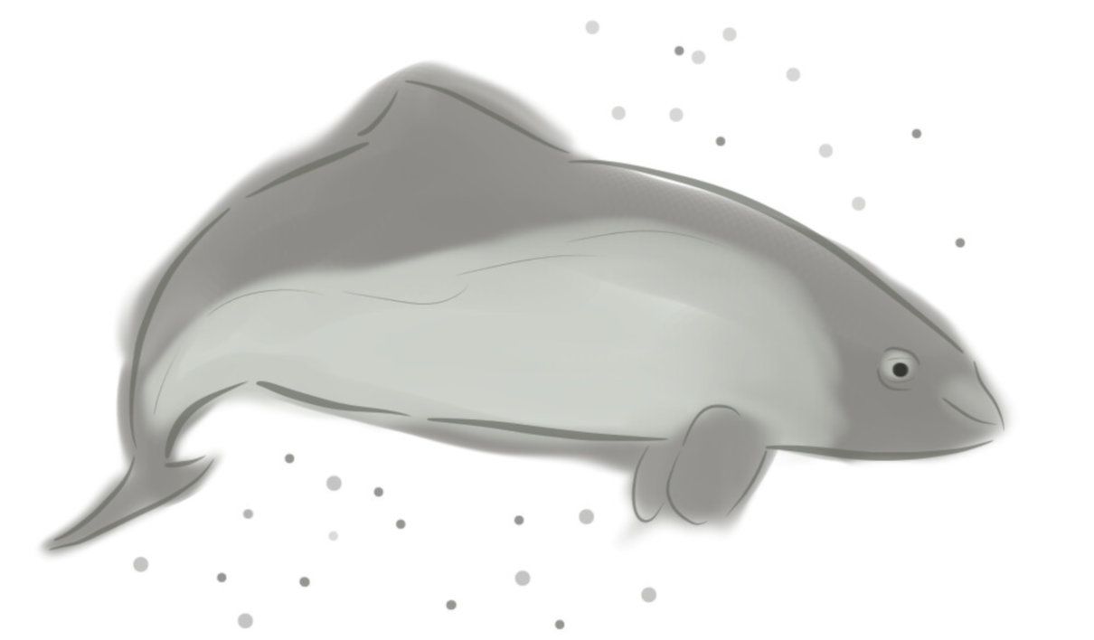 Marsopa, Phocoena phocoena, cetáceo de pequeño tamaño