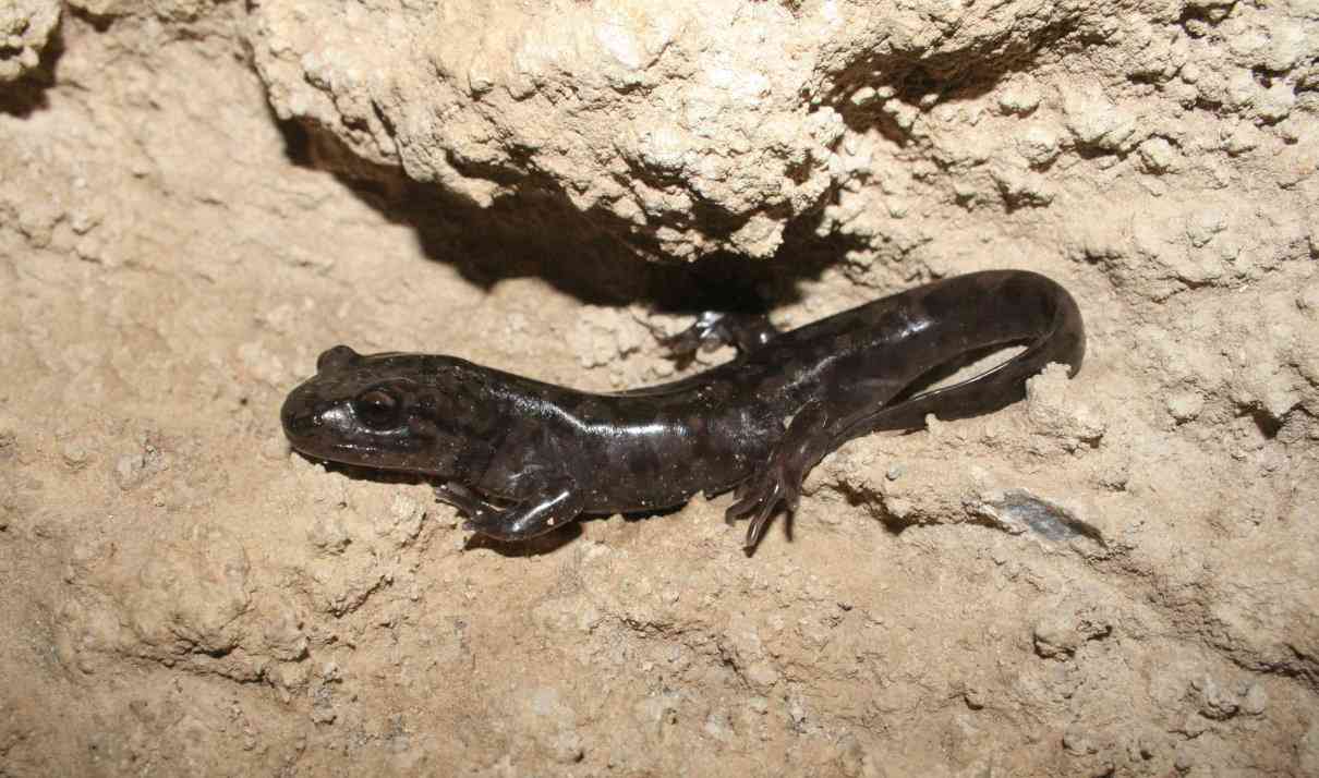 Salamandra gigante del Pacífico o costera, Dicamptodon tenebrosus