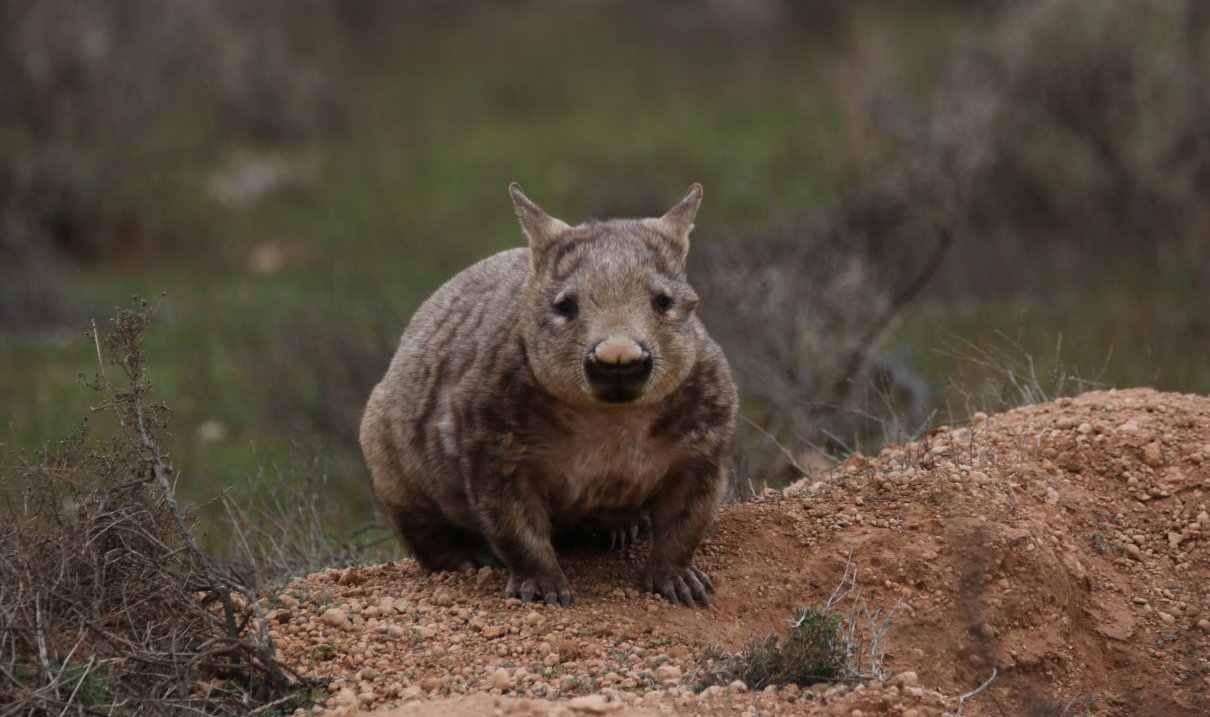 Wombat de nariz peluda del sur, Lasiorhinus latifrons (uómbat)
