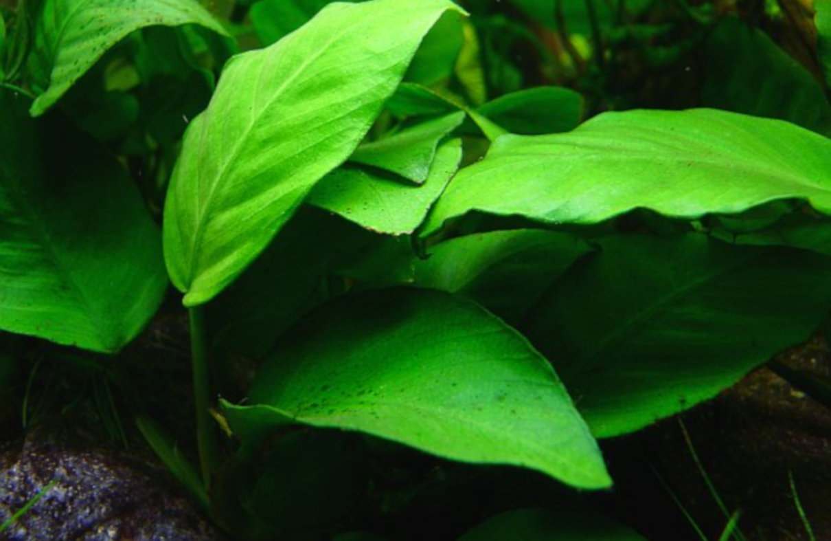Anubias barteri, una planta popular para acuarios plantados