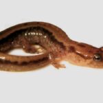 salamandra-oscura-de-montana-desmognathus-ochrophaeus