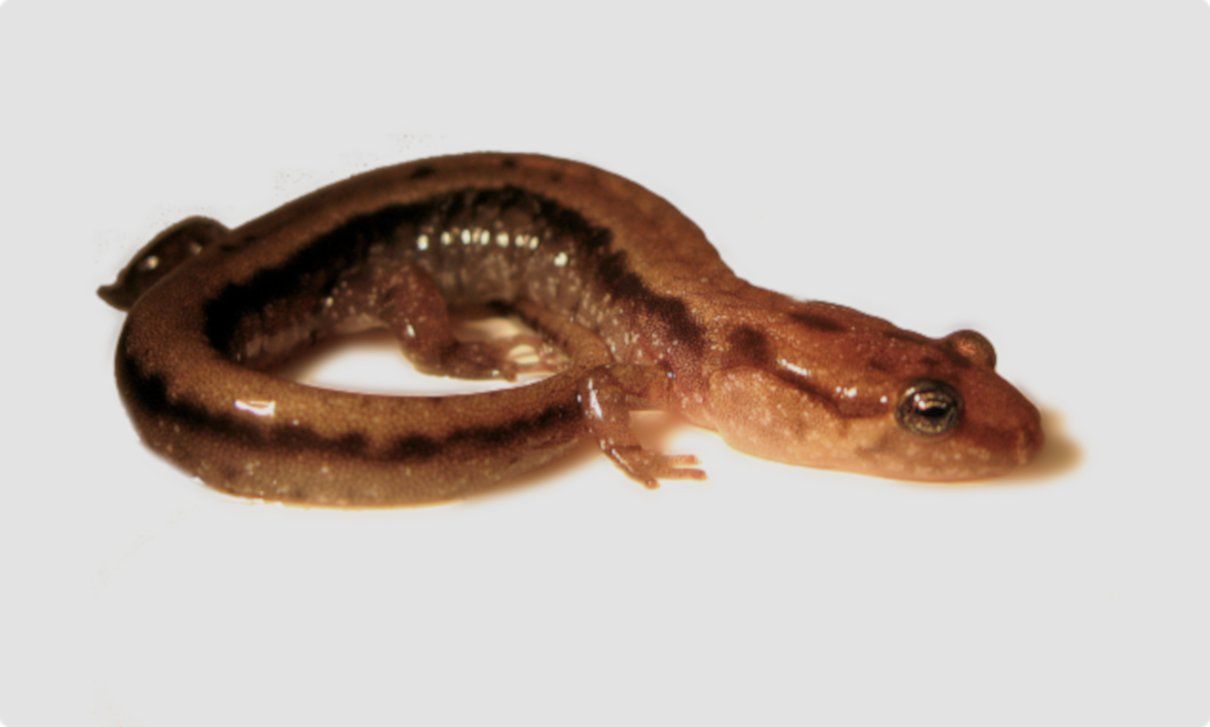 Salamandra oscura de montaña, Desmognathus ochrophaeus