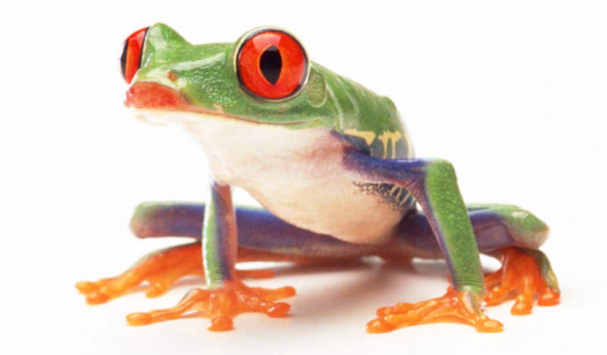 Anfibios mascotas, rana de ojos rojos
