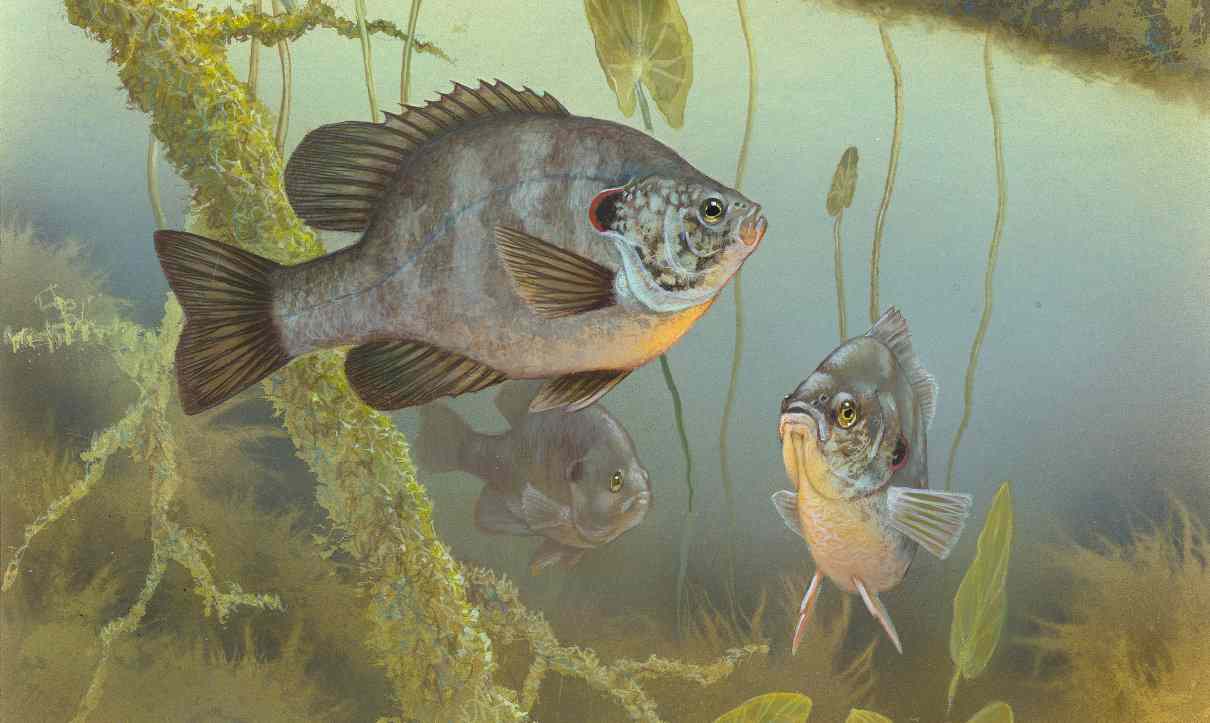 Osmorregulación en peces