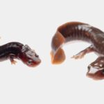 triton-salamandra-acuatica