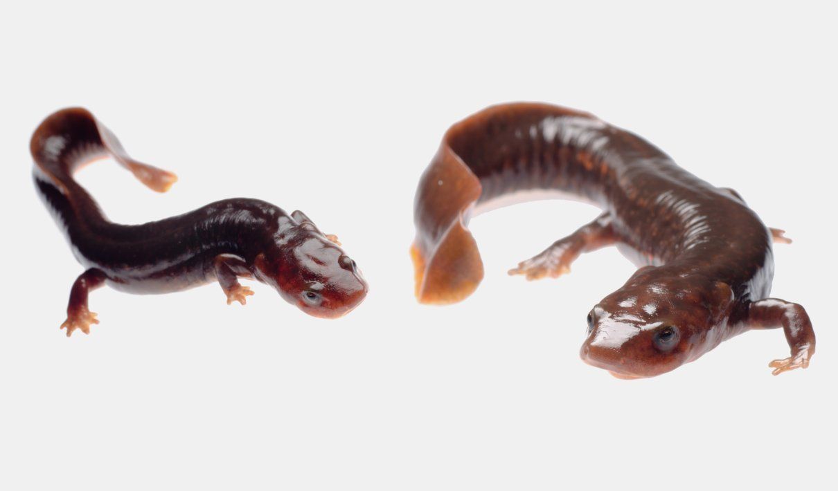 Tritón, salamandra acuática, caudados acuáticos