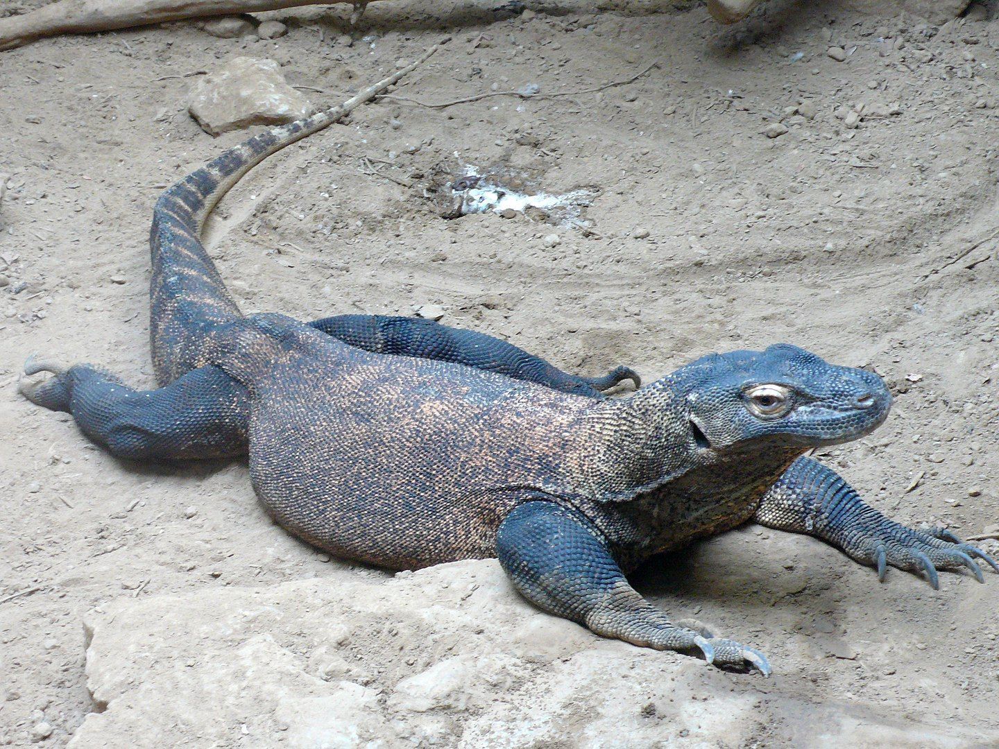 Dragón de Komodo, Varanus komodoensis