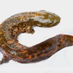 cryptobranchus-alleganiensis-salamandra-gigante-americana
