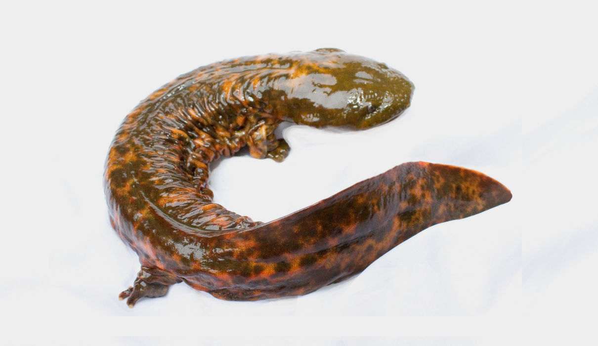 Cryptobranchus alleganiensis,  conoce a la salamandra gigante americana