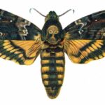mariposa-de-la-muerte-acherontia-atropos