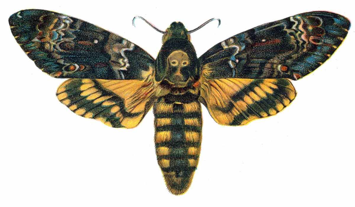 mariposa de la muerte, Acherontia atropos