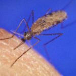 mosquitos-mas-peligrosos