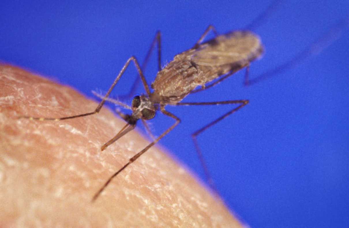 Mosquitos más peligrosos