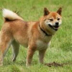razas-de-perros-japoneses
