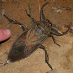 insectos-mas-grandes-del-mundo