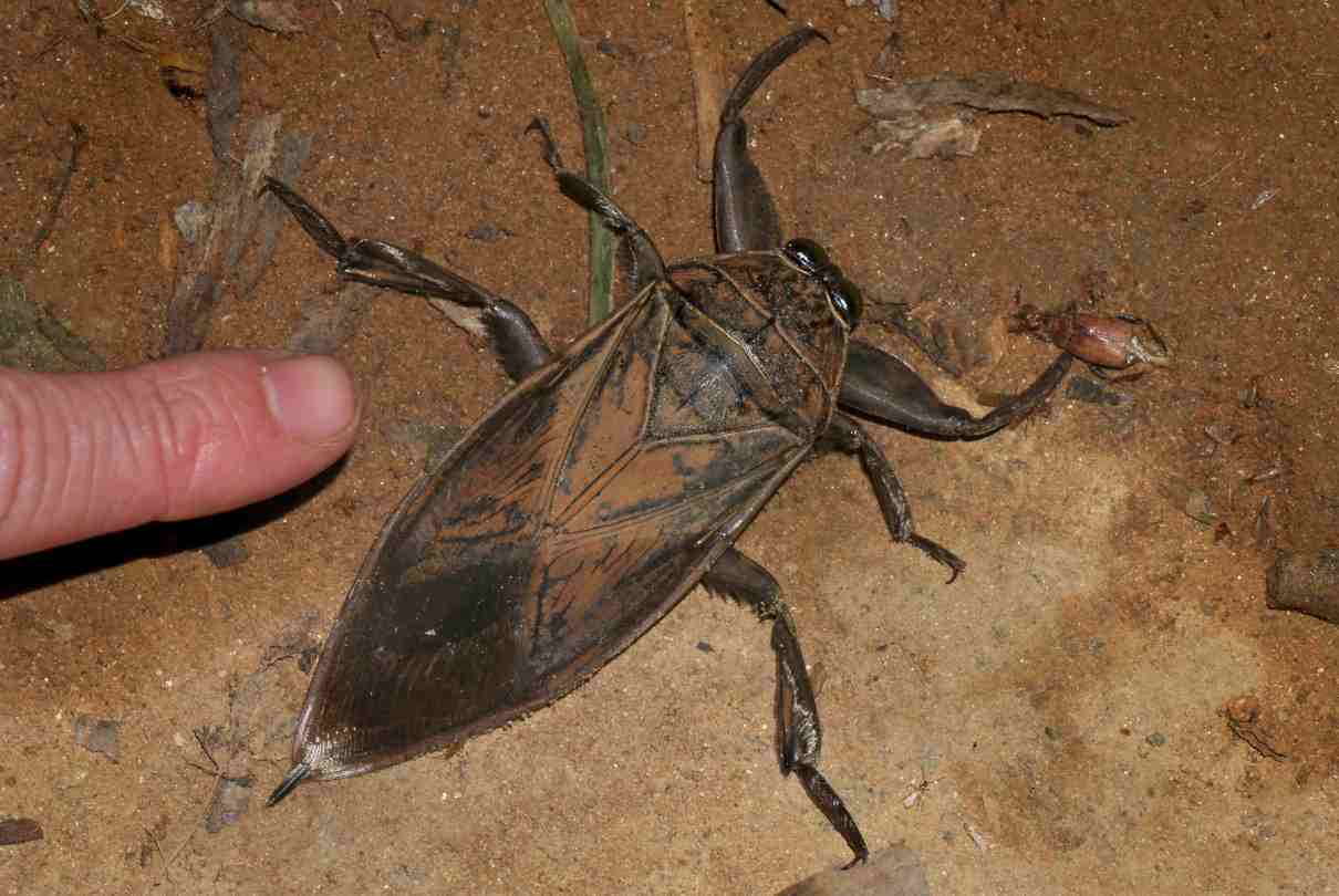 Los insectos más grandes del mundo: gigantes especies interesantes