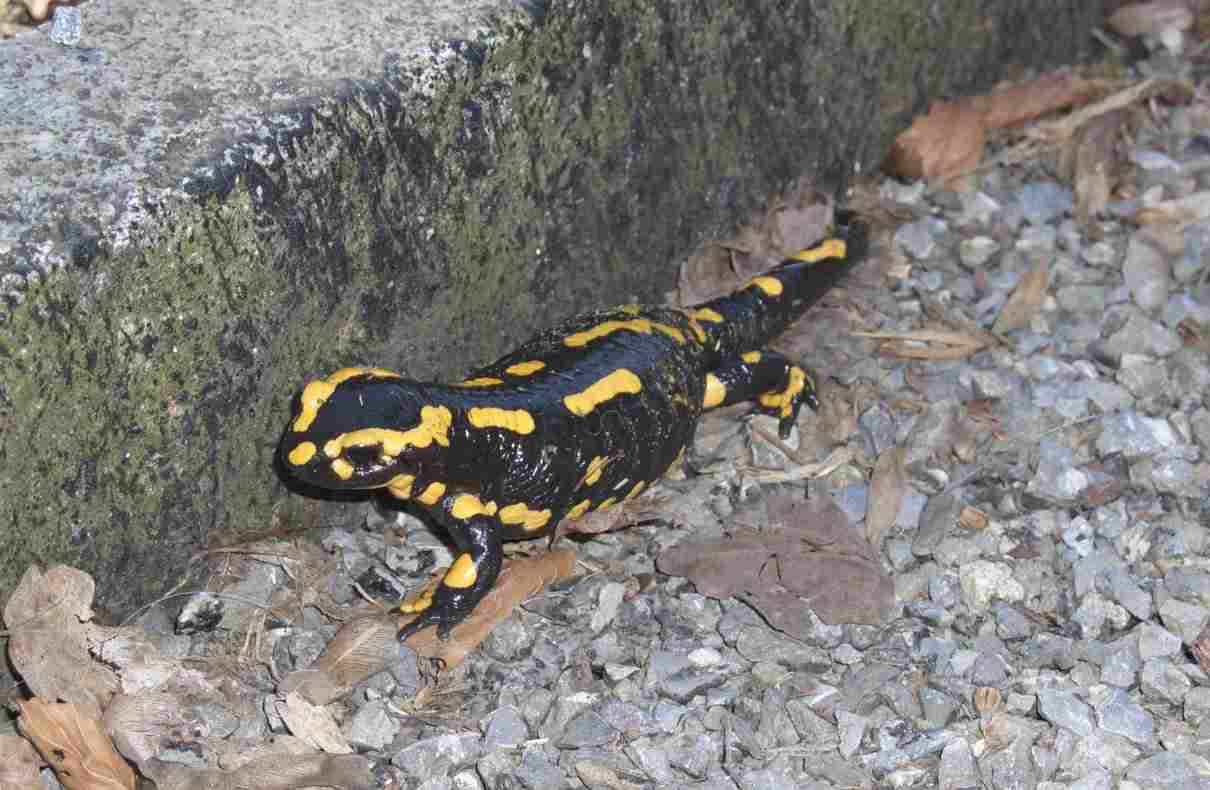 Orden Caudata, caudados u urodelos (salamandras y tritones)